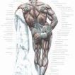 Anatomie der Muskeln